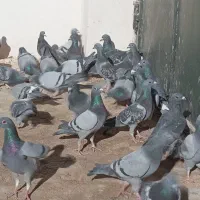 37تا پلاکی   8تاش ماده هست