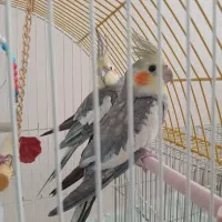 یک عروس هلندی حواله نصف راه خ ورزش گمشده