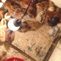 هندیخان خنوبی|حیوانات مزرعه|هندیجان, |دیوار