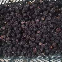 آلوچه مراغه|خوردنی و آشامیدنی|میاندوآب, |دیوار