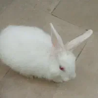 خرگوش