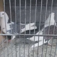 خ کبوتر پرشی|پرنده|بومهن, |دیوار