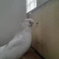 کبوتر نوک قنار سفید