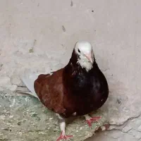 یک لانه کبوتر|پرنده|نقده, |دیوار