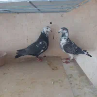 جفت بزک نره وماده به شرط|پرنده|شهرضا, |دیوار