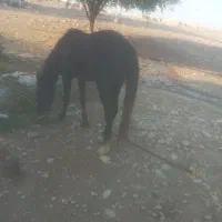 اسب|اسب و تجهیزات اسب‌سواری|دزفول, |دیوار