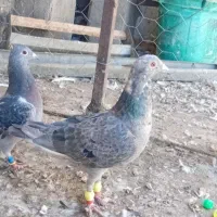 سار پشتبال پولکی پرشی