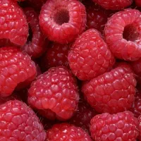 نهال اصل بلوبری و رزبری  میوه‌ دهی عالی و مقاوم|گل و گیاه طبیعی|قائم‌شهر, |دیوار