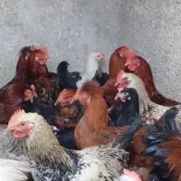 خروس مرغ غاز|حیوانات مزرعه|پیشوا, |دیوار