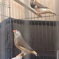 فنج گینک