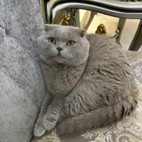 گربه اسکاتیش اصیل وخاص