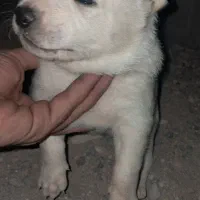 واگذاری رایگان توله ماده دورگه سرابی