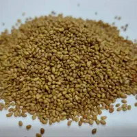 فروش بذر یونجه وارداتی