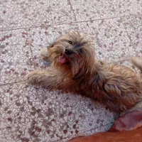 سگ شیتزو 5 ماهه|سگ|گلبهار, شهر جدید گلبهار|دیوار