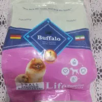 سگ شیتزو نر|سگ|ماهدشت, |دیوار