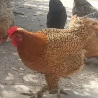 مرغ محلی|حیوانات مزرعه|دهدشت, |دیوار