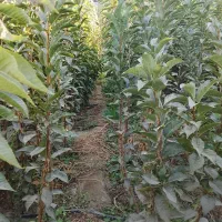 نهالستان حسن زاده شاهنامه شروع قیمت از30هزار تومان|خدمات باغبانی و درختکاری|مشهد, شمس آباد|دیوار