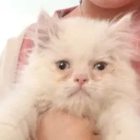 گربه‌بریتیش سه ماهه
