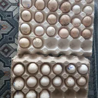 تخم نطفه دار براکل. سبرایت و سبرایت بوف|حیوانات مزرعه|ساوه, |دیوار