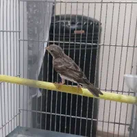 یاسمین طوسی نر