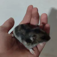 ۲ تا همستر بازیگوش