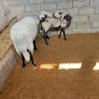 فروش قوچ رمانوف.گوسفند.بره