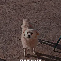 پامر اشپیتز نر|سگ|تهران, فردوسی|دیوار