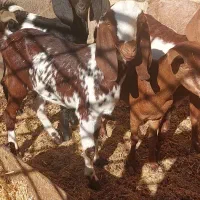 بز پاکستانی|حیوانات مزرعه|شیراز, اصلاح‌نژاد|دیوار