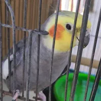 عروس هلندی وارداتی با پامهر وارداتی