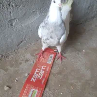 کبوتر