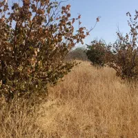 فروش چوب درخت