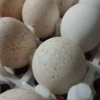 تخم بوقلمون|حیوانات مزرعه|تربت جام, حافظ|دیوار