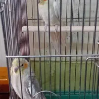 عروس هلندی مولد|پرنده|قرچک, پویینک|دیوار