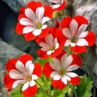 نگهداری گلهاشما|گل و گیاه طبیعی|مشهد, جنت|دیوار