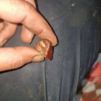 خرید وفروش مهره تیربند