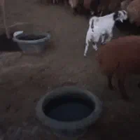 فروش بره نر ماده بزغاله|حیوانات مزرعه|ملکآباد, |دیوار