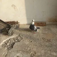 کفتر نر|پرنده|شاهرود, |دیوار