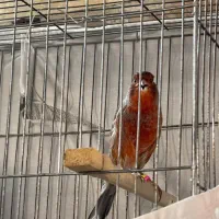 استخدام مراقب و پرستار سالمند خانم حقوق عالی