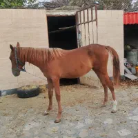 اسب (قیمت مقطوع)