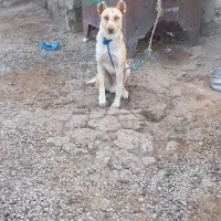 یه عدد سگ عادی