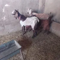 بز داشتی 2راس بیگ بزرگ  نر ماده