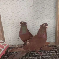 کبوتر سرخ و قیل زاغ صرب|پرنده|شهرضا, |دیوار