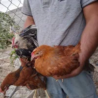 خروس بومی|حیوانات مزرعه|شاهینشهر, گرگاب|دیوار