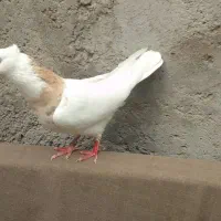 دو عدد کبوتر صید شده