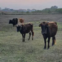 گاو|حیوانات مزرعه|بندر انزلی, بشمن|دیوار