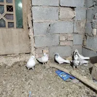 کبوتر کاشونی|پرنده|فرخشهر, |دیوار