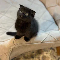 گربه اسکاتیش (مشکی)تحویل حضوری در اهواز|گربه|اهواز, زیتون کارمندی|دیوار