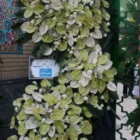 تخفیف ویژه تاج گل .پای گل ترحیم .تاج گل افتاحیه.|خدمات پذیرایی، مراسم|مشهد, شهید مطهری|دیوار