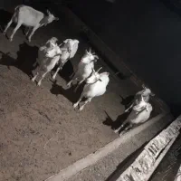 7 راس بز سانن درجه یک|حیوانات مزرعه|تربت جام, میان جام|دیوار