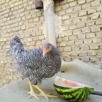 نیمچه خروس ومرغ آمروک اصل|حیوانات مزرعه|یزد, |دیوار